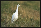 koereiger DSC_0016-01